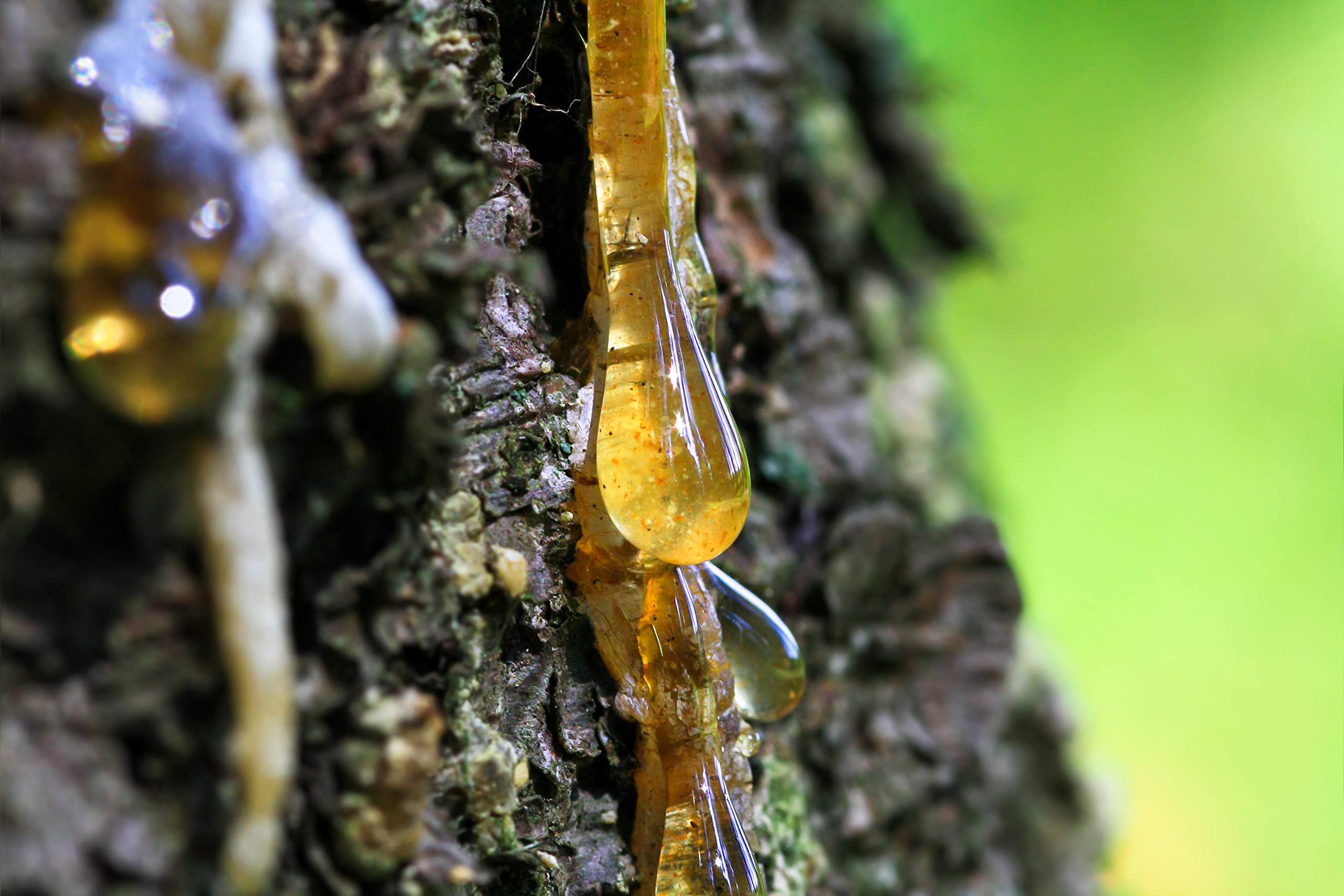 Kolofon reçine (gum rosin)